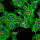 LED Research Biological Microscope